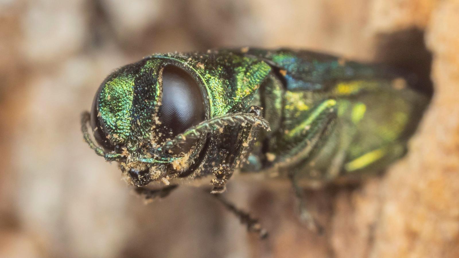 To Foil a Deadly Pest, Scientists Objective for a Beetle-Resistant Ash Tree