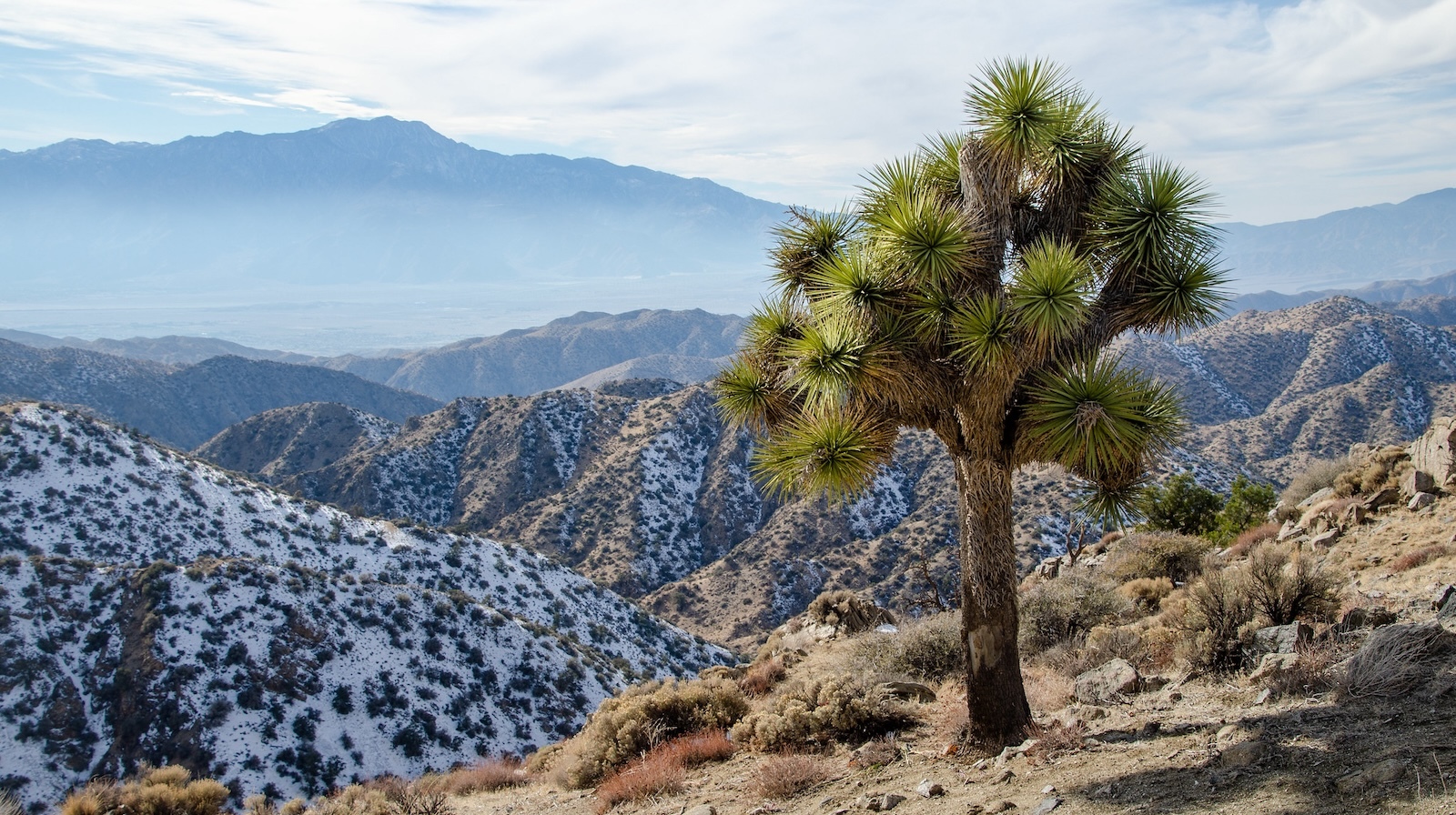 With Hotter, Drier Local weather, California’s Joshua Bushes Are in Trouble