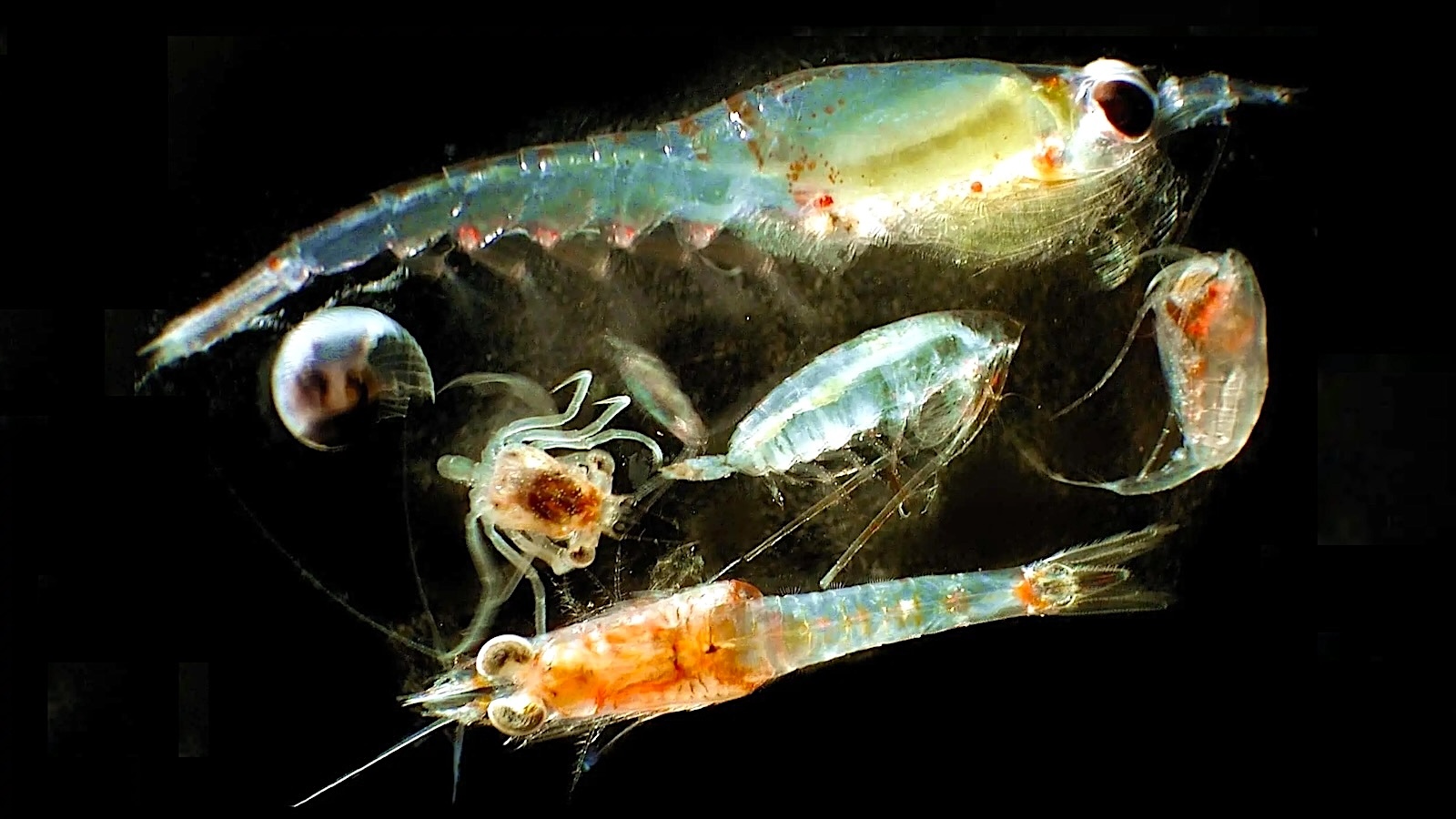 Researchers Parse the Means ahead for Plankton in an Ever-Hotter World